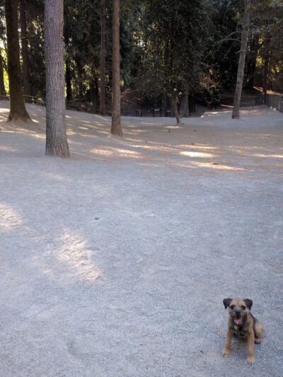 Lower Woodland Dog Park Off Leash Area - Seattle, WA