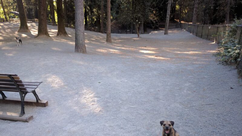 Lower Woodland Dog Park Off Leash Area - Seattle, WA