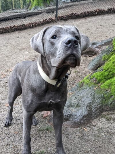 Lower Woodland Dog Park Off Leash Area - Seattle, WA