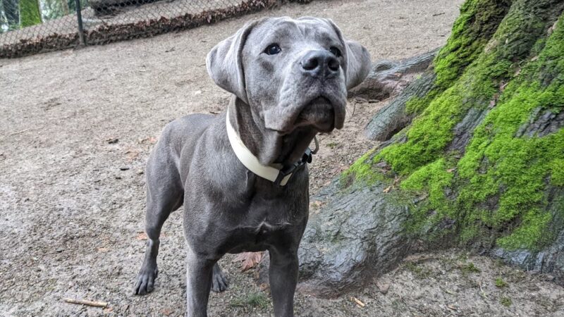 Lower Woodland Dog Park Off Leash Area - Seattle, WA