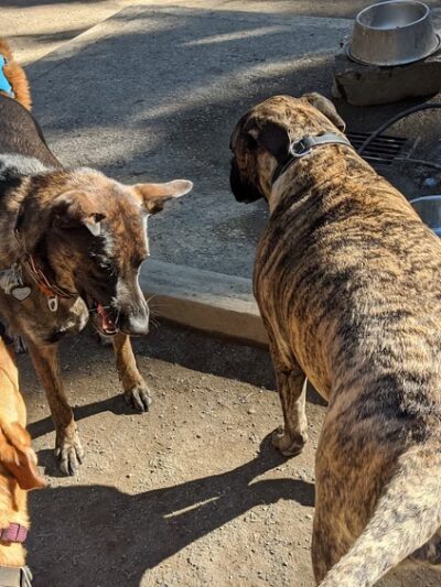 Lower Woodland Dog Park Off Leash Area - Seattle, WA