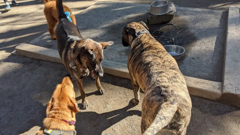 Lower Woodland Dog Park Off Leash Area - Seattle, WA