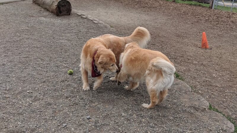 Magnolia Manor Park - Seattle, WA