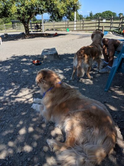 Magnolia Manor Park - Seattle, WA