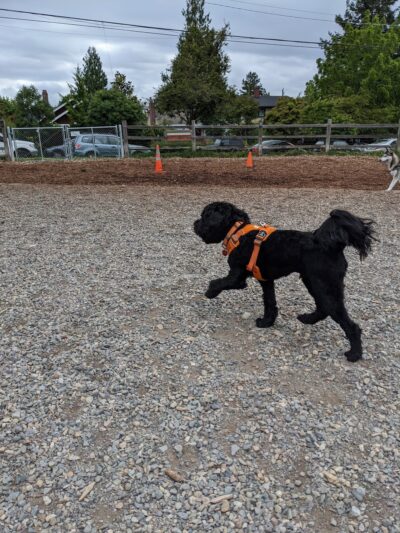 Magnolia Manor Park Off-Leash Area - Seattle, WA