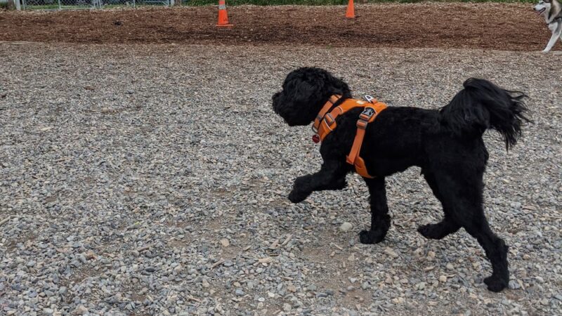 Magnolia Manor Park Off-Leash Area - Seattle, WA