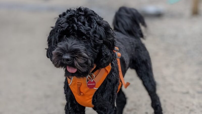Magnolia Manor Park Off-Leash Area - Seattle, WA