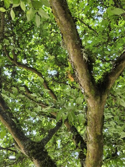 Magnolia Manor Park Off-Leash Area - Seattle, WA