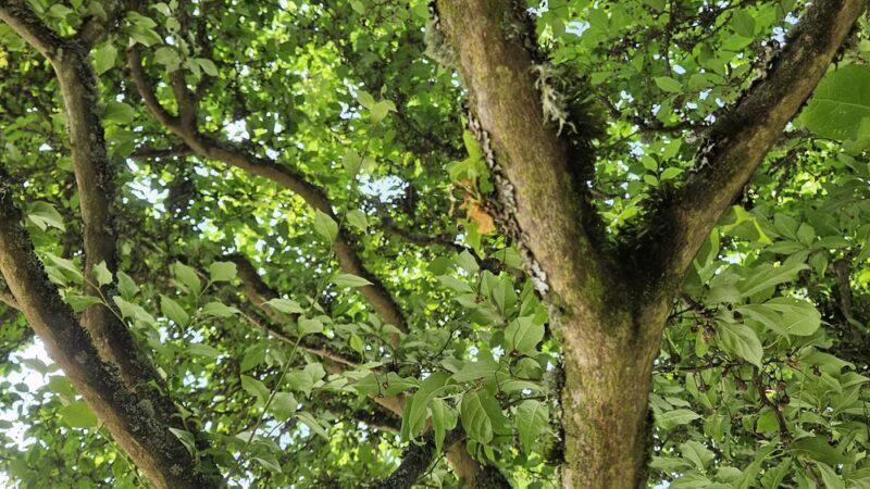 Magnolia Manor Park Off-Leash Area - Seattle, WA