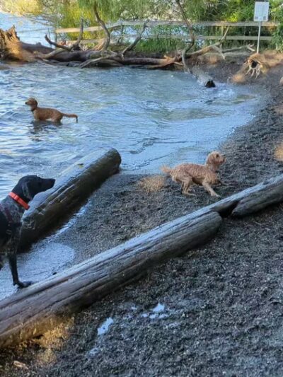 Magnuson Park Off Leash Dog Beach - Seattle, WA