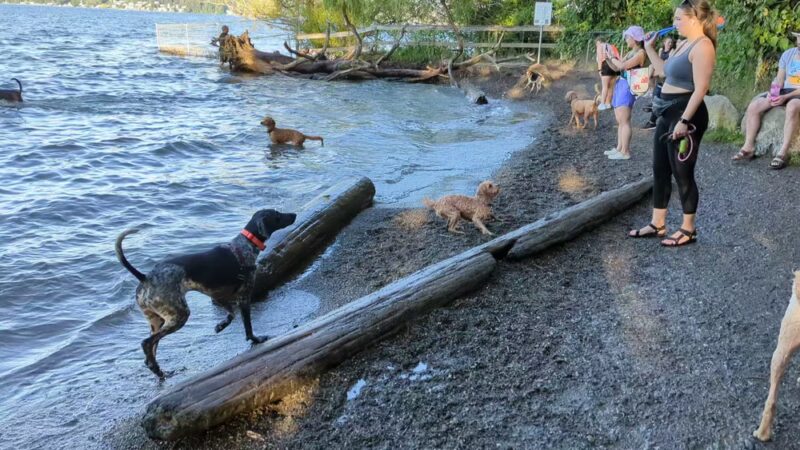 Magnuson Park Off Leash Dog Beach - Seattle, WA