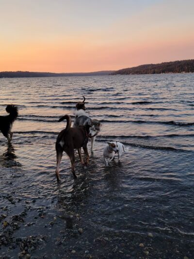 Magnuson Park Off Leash Dog Beach - Seattle, WA