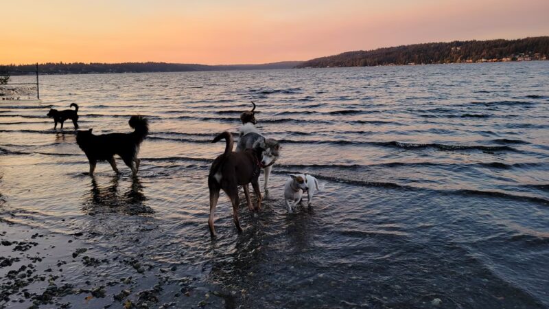 Magnuson Park Off Leash Dog Beach - Seattle, WA