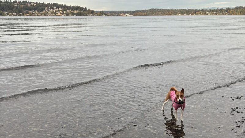 Magnuson Park Off Leash Dog Beach - Seattle, WA