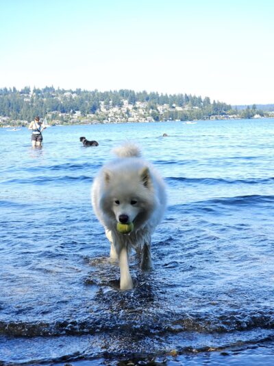 Magnuson Park Off Leash Dog Beach - Seattle, WA