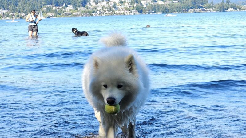 Magnuson Park Off Leash Dog Beach - Seattle, WA