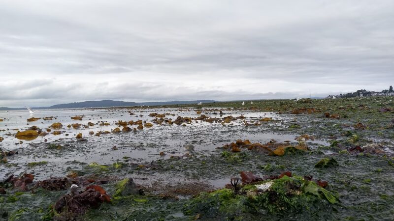 Me-Kwa-Mooks Park - Seattle, WA