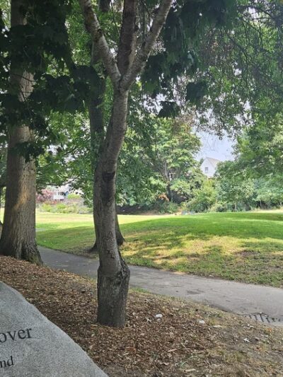 Powell Barnett Park - Seattle, WA