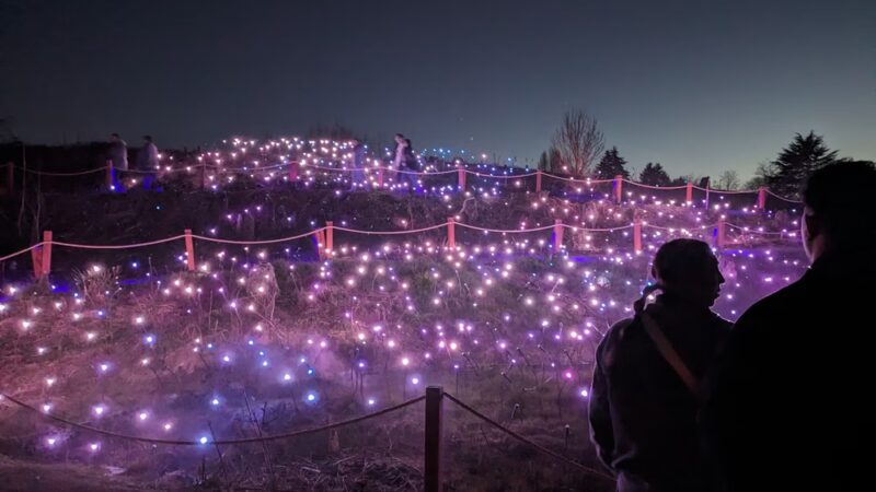 Puget Park - Seattle, WA