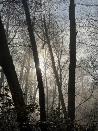 Puget Park - Seattle, WA