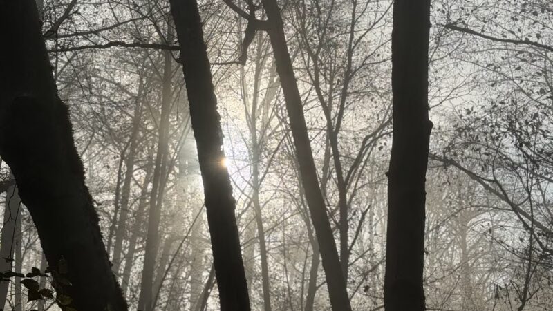 Puget Park - Seattle, WA