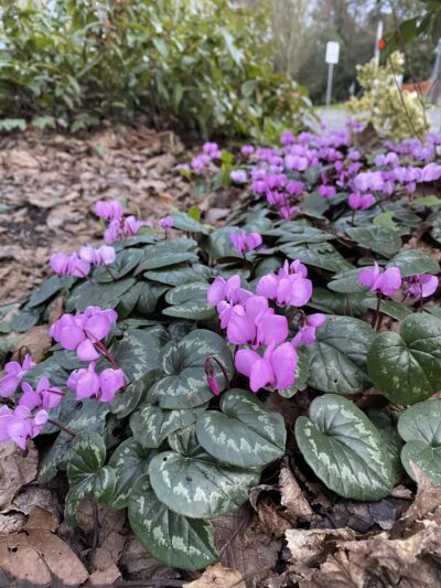 Roanoke Park - Seattle, WA