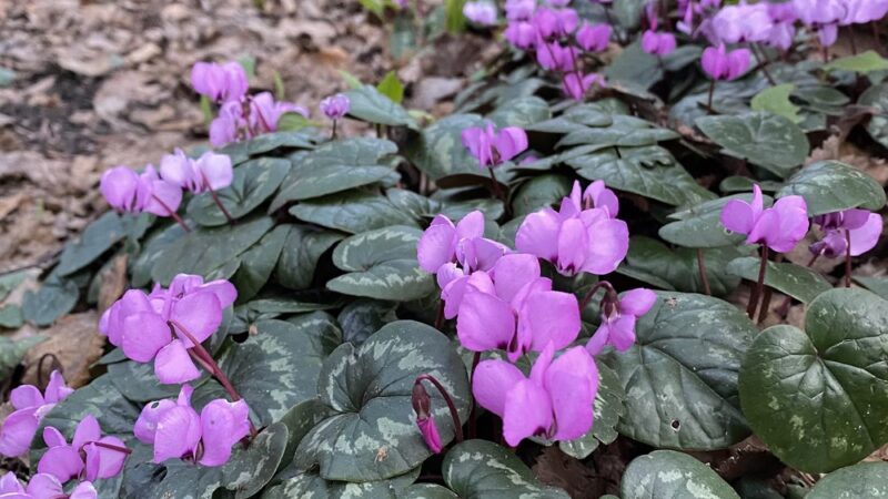 Roanoke Park - Seattle, WA
