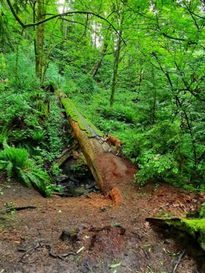 Schmitz Park Trail - Seattle, WA