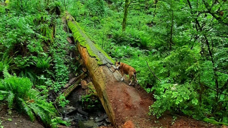 Schmitz Park Trail - Seattle, WA