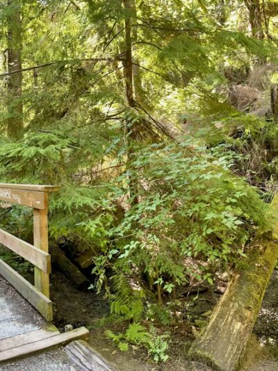 Schmitz Park Trail - Seattle, WA