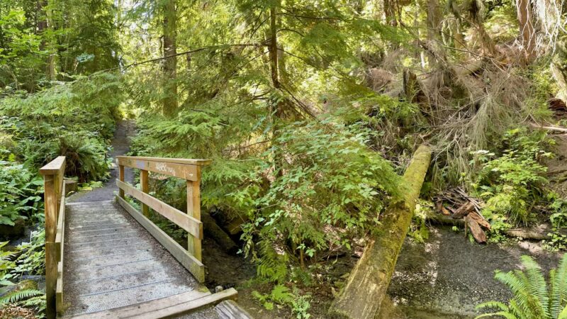 Schmitz Park Trail - Seattle, WA