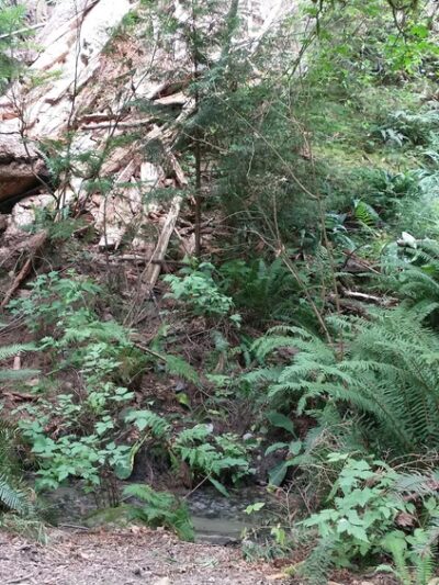 Schmitz Park Trail - Seattle, WA