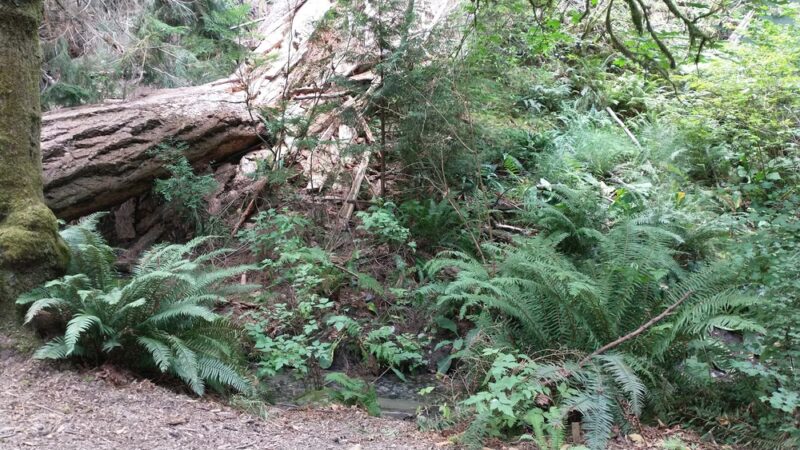 Schmitz Park Trail - Seattle, WA