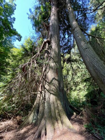 Schmitz Park Trail - Seattle, WA