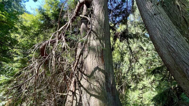 Schmitz Park Trail - Seattle, WA