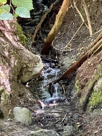 Schmitz Park Trail - Seattle, WA