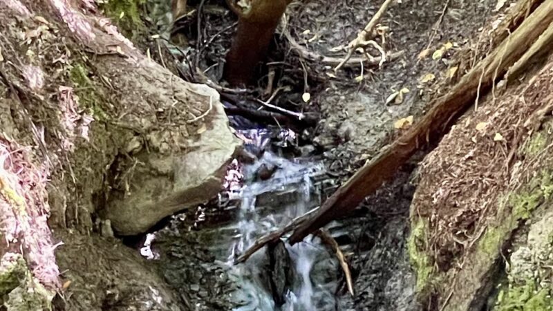 Schmitz Park Trail - Seattle, WA