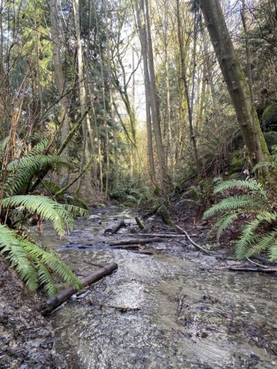 Schmitz Park Trailhead - Seattle, WA