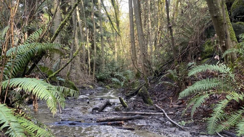 Schmitz Park Trailhead - Seattle, WA