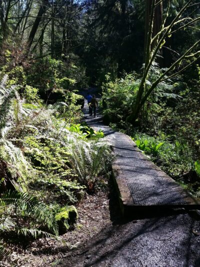 Schmitz Preserve Park - Seattle, WA