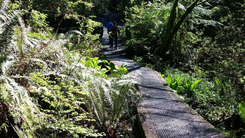 Schmitz Preserve Park - Seattle, WA