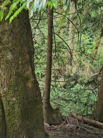 Schmitz Preserve Park - Seattle, WA