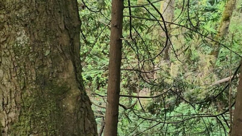 Schmitz Preserve Park - Seattle, WA