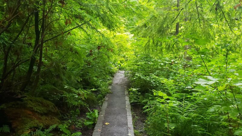 Schmitz Preserve Park - Seattle, WA