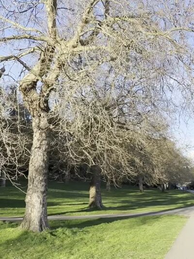 Seward Park - Seattle, WA