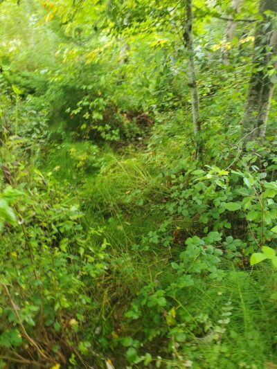 Skyway Park - Seattle, WA