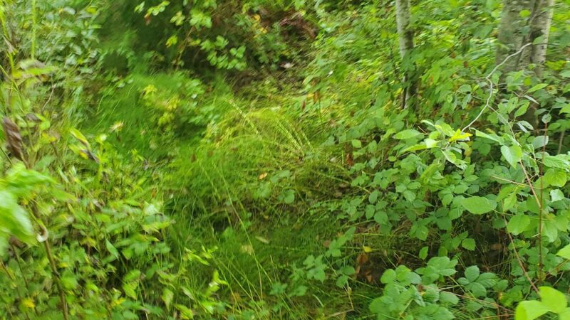 Skyway Park - Seattle, WA