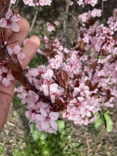 Thomas Street Mini Park - Seattle, WA