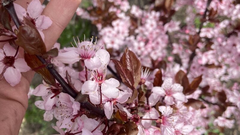 Thomas Street Mini Park - Seattle, WA