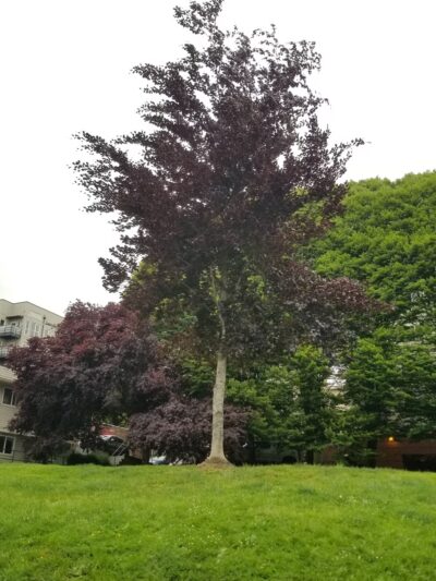 Thomas Street Mini Park - Seattle, WA